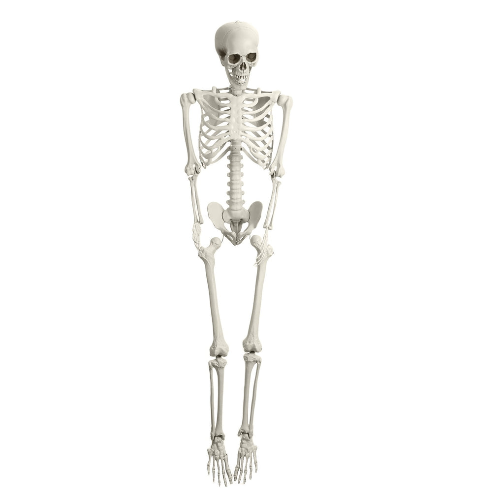 Yedigre 5.4FT HalloweenSkeleton Decor, Movable Joints Realistic Full Body Bones Skeleton Prop, No Light