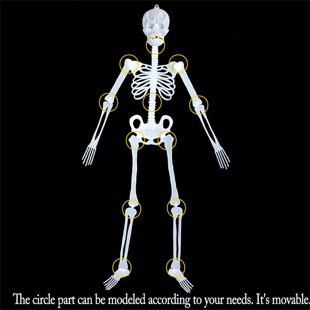 Darzheoy 35" Halloween Skeleton, Full Body Skeleton with Posable Movable Joints for Props Decorations