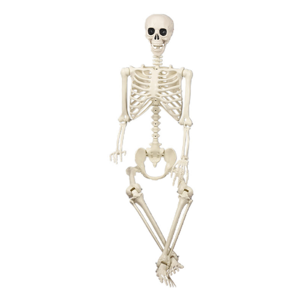 Poseable Halloween Skeleton with Flexible Joints, Sturdy Indoor/Outdoor Party Decor