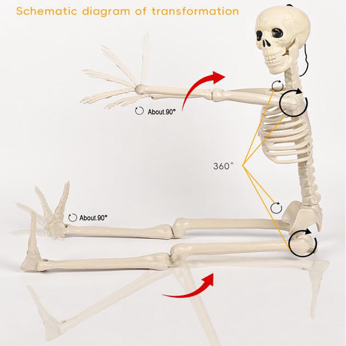 Coollooc Skeleton Halloween Decorations, 1.3Ft Realistic Full Body Movable Posable Joints Skeleton, Plastic Skeleton Decors for Halloween Party Haunted House Yard Supplies(A)
