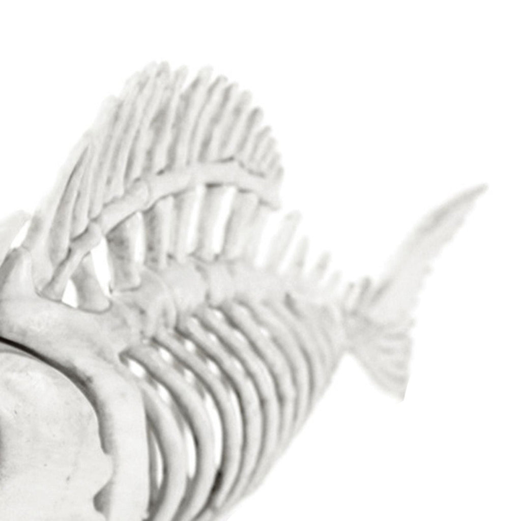 Skeleton Fish Halloween Decor Model, Animal Carp Skull Fishes Bone Art Ornaments, for Home Room B