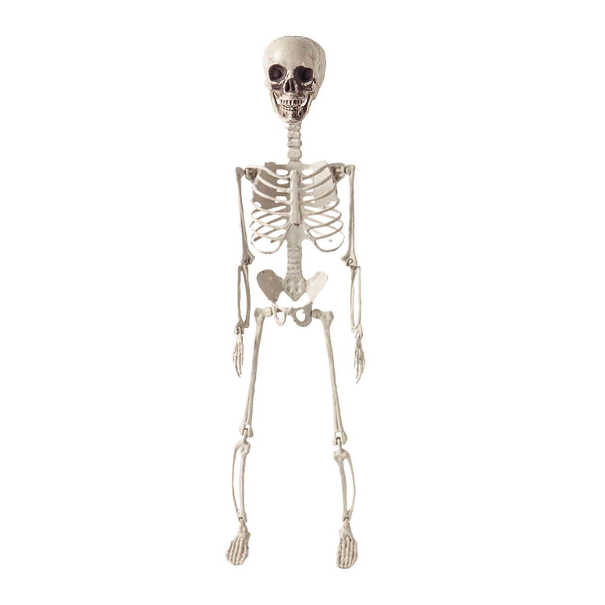 Beollynier 27.5in Detachable Skeleton Model Anatomy Educational Tool Resin Material for Halloween Desk Decor Human Body Teaching Prop