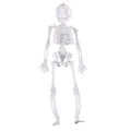 Darzheoy 11.5" Halloween Skeleton Decorations, Halloween Decoration Skeleton Room Venue Decoration Props Prankster Model Frame