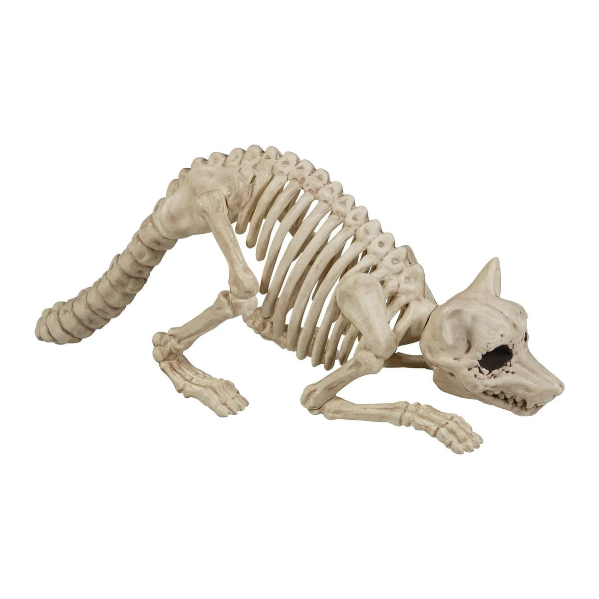 Seasons 21 in Racoon Skeleton Plastic Halloween Decoration - Off-White