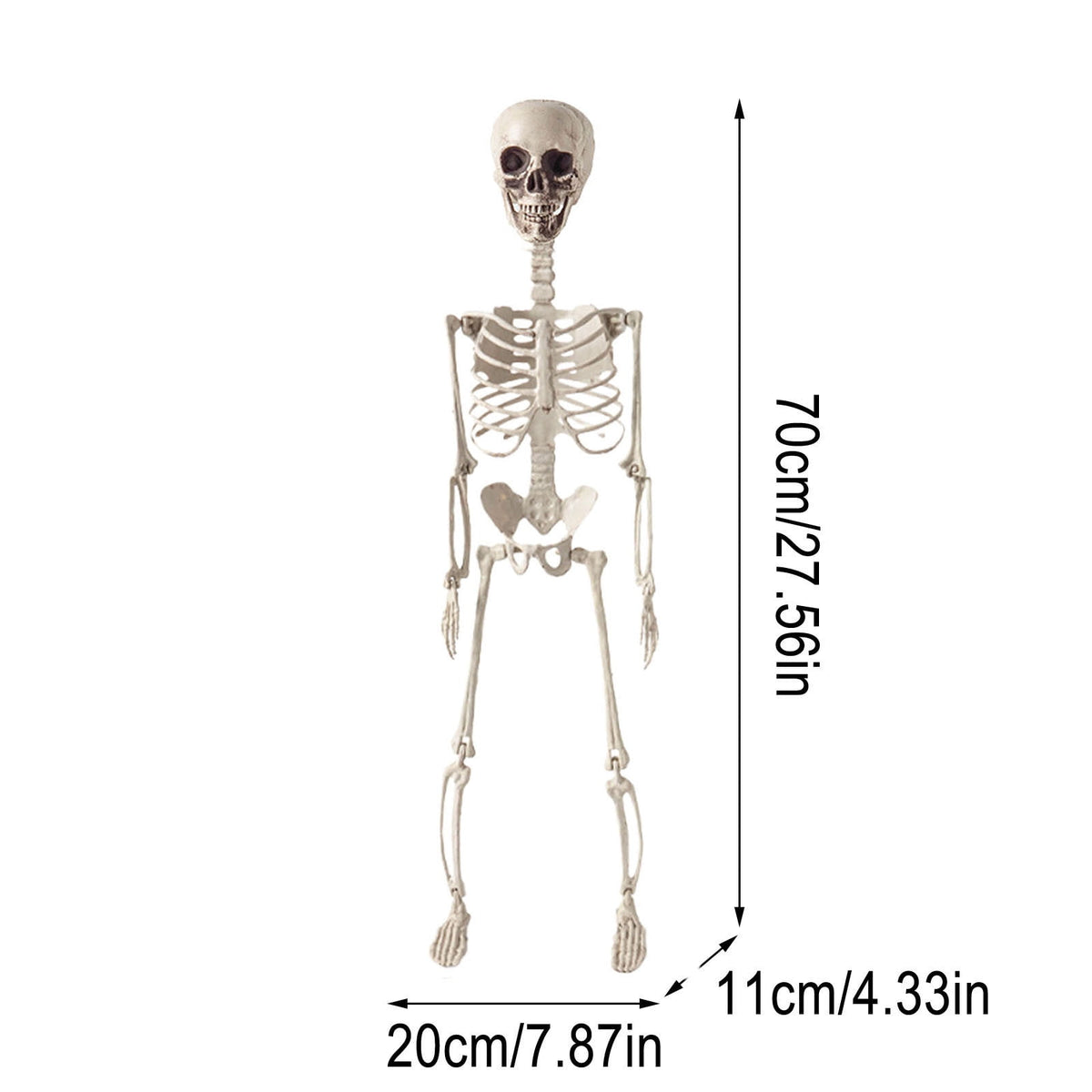 Beollynier 27.5in Detachable Skeleton Model Anatomy Educational Tool Resin Material for Halloween Desk Decor Human Body Teaching Prop