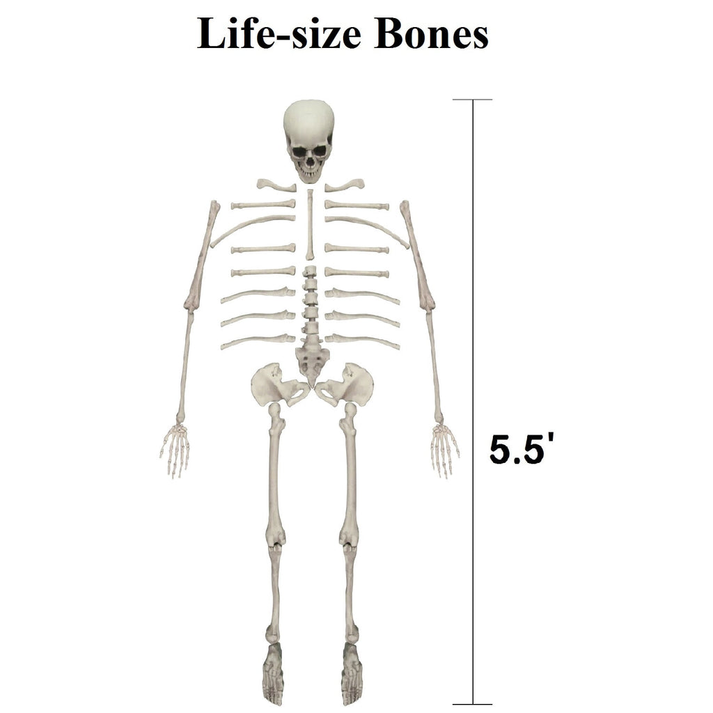 Gamexcel Scary Props Decoration, with Bag, Halloween Skeleton Bones Skull, Life Size, for Graveyard Scene Haunted Houses, 35 Pieces
