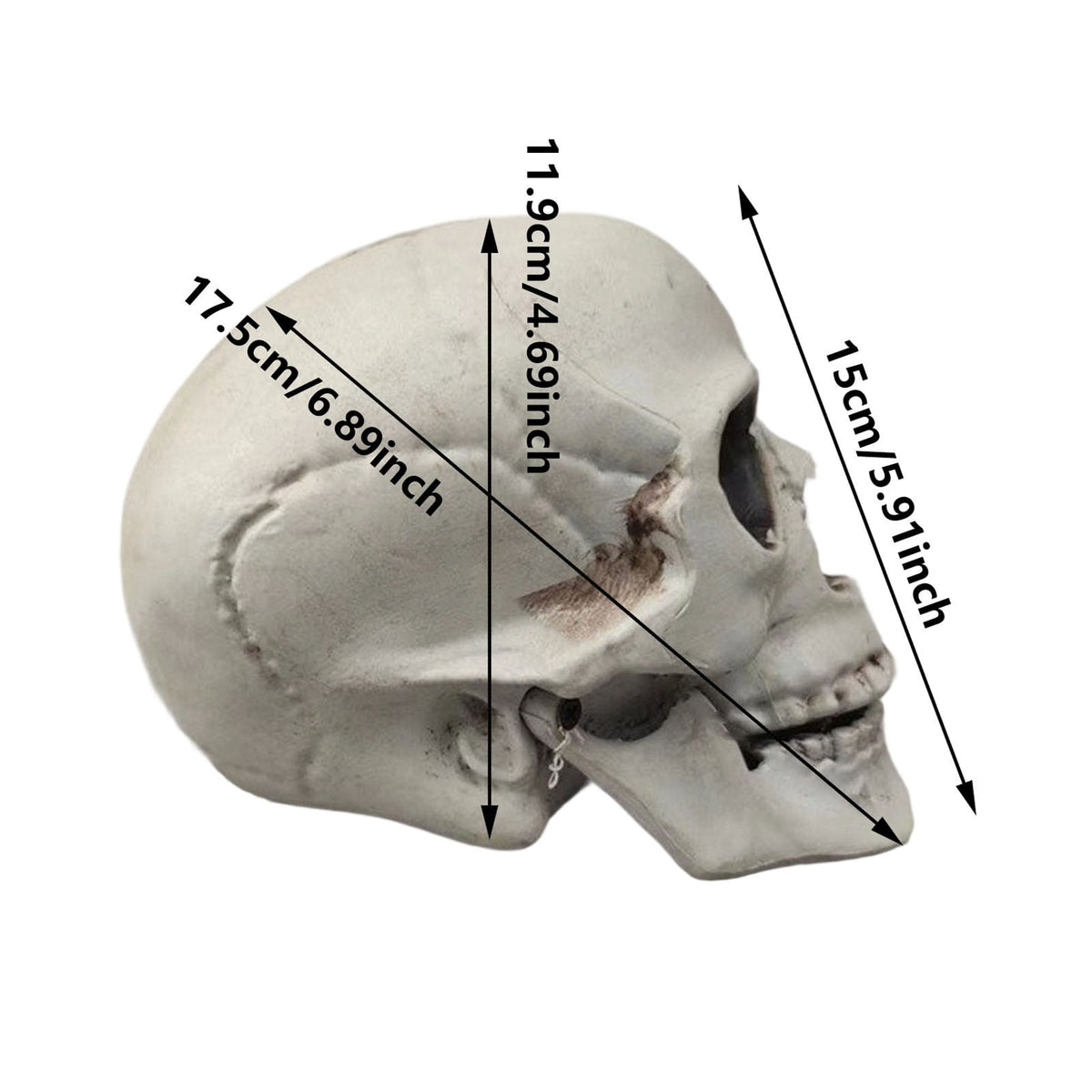 Halloween Skeleton Skull Head Statue - Realistic Human Skull Figurine for Decor, White Skull for Tabletop, Garden, Yard, and Outdoor Halloween Party Decoration (Various Sizes)