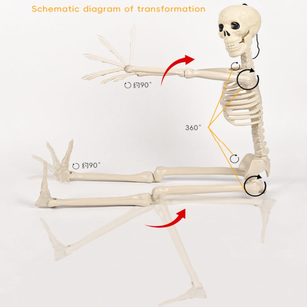 Plastic Posable Skeleton Model, 35.43in Halloween Skeleton Outdoor Decorations with Movable Joints for Escape Rooms, and Classrooms, Beige