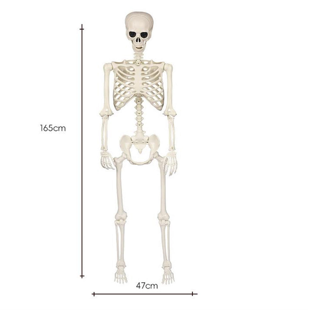 AUHomi 1 PC Halloween Skeleton, 15.7" Full Body Halloween Skeleton Decor with Movable Joints, Party Decorations, Halloween Outdoor Skeleton Decoration, Horror House Graveyard Props (S)