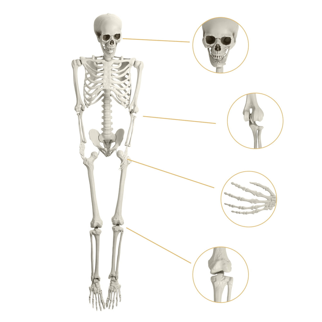 Yedigre 5.4FT HalloweenSkeleton Decor, Movable Joints Realistic Full Body Bones Skeleton Prop, No Light
