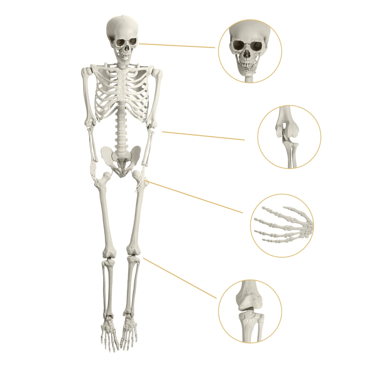 Yedigre 5.4FT HalloweenSkeleton Decor, Movable Joints Realistic Full Body Bones Skeleton Prop, No Light